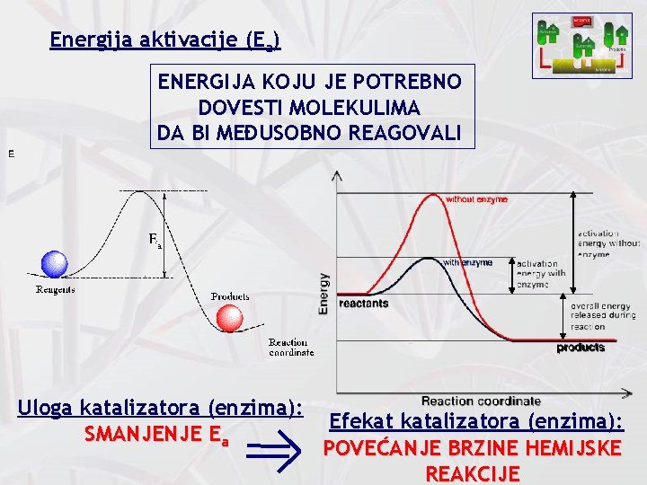 Energija aktivacije (Ea) ENERGIJA KOJU JE POTREBNO DOVESTI MOLEKULIMA DA BI MEĐUSOBNO REAGOVALI Uloga