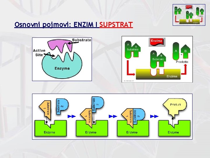 Osnovni pojmovi: ENZIM I SUPSTRAT 