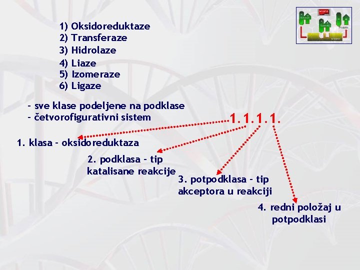 1) 2) 3) 4) 5) 6) Oksidoreduktaze Transferaze Hidrolaze Liaze Izomeraze Ligaze - sve