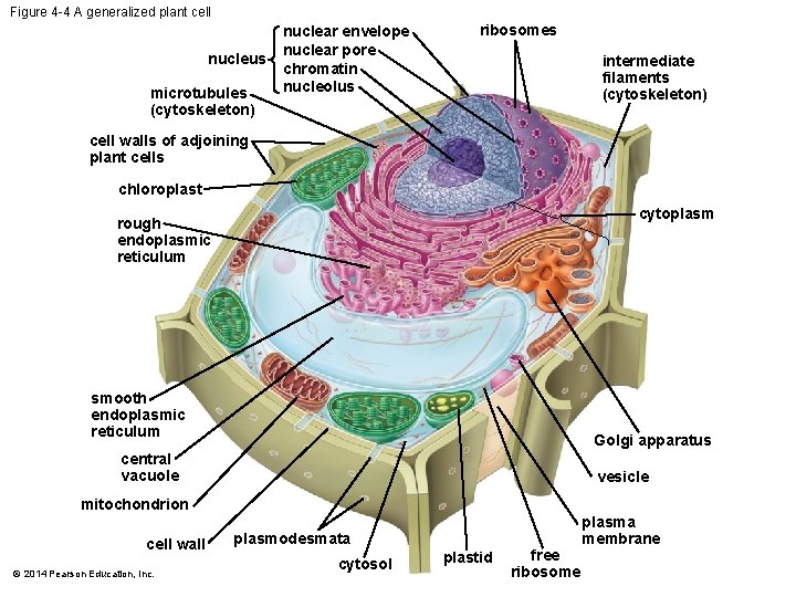 Figure 4 -4 A generalized plant cell nucleus microtubules (cytoskeleton) nuclear envelope nuclear pore