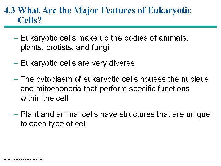 4. 3 What Are the Major Features of Eukaryotic Cells? – Eukaryotic cells make
