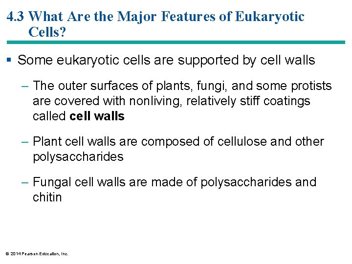 4. 3 What Are the Major Features of Eukaryotic Cells? § Some eukaryotic cells