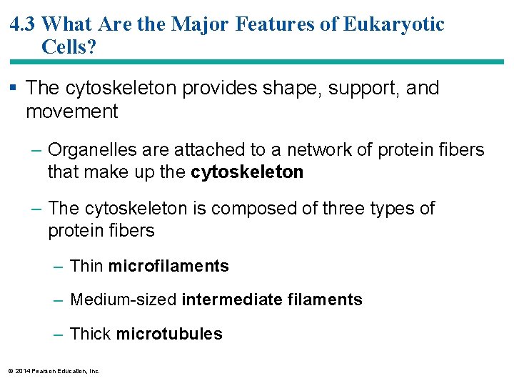 4. 3 What Are the Major Features of Eukaryotic Cells? § The cytoskeleton provides
