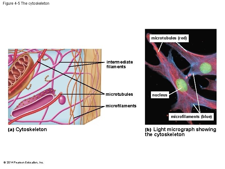 Figure 4 -5 The cytoskeleton microtubules (red) intermediate filaments microtubules nucleus microfilaments (blue) Cytoskeleton