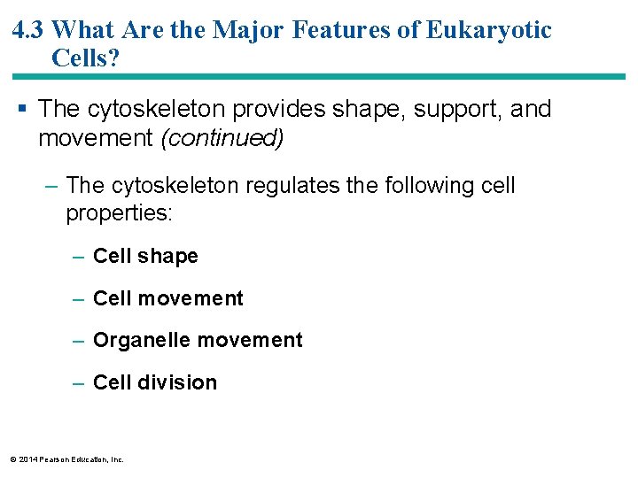 4. 3 What Are the Major Features of Eukaryotic Cells? § The cytoskeleton provides