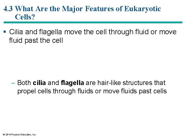 4. 3 What Are the Major Features of Eukaryotic Cells? § Cilia and flagella