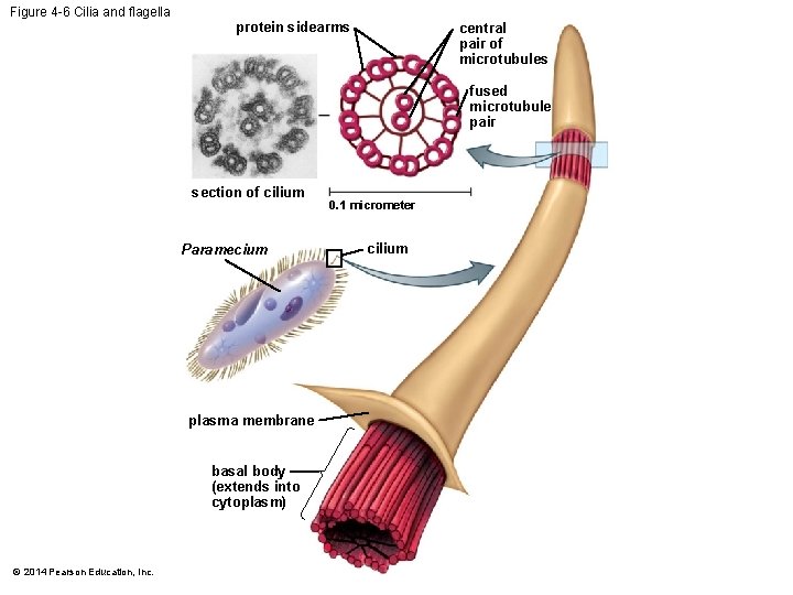 Figure 4 -6 Cilia and flagella protein sidearms central pair of microtubules fused microtubule
