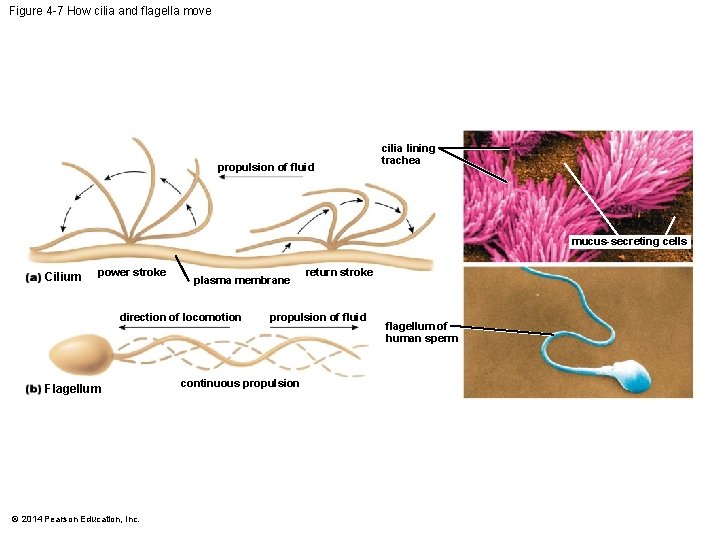 Figure 4 -7 How cilia and flagella move propulsion of fluid cilia lining trachea