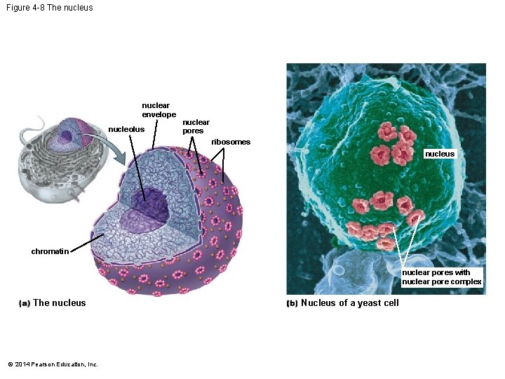 Figure 4 -8 The nucleus nuclear envelope nucleolus nuclear pores ribosomes nucleus chromatin nuclear