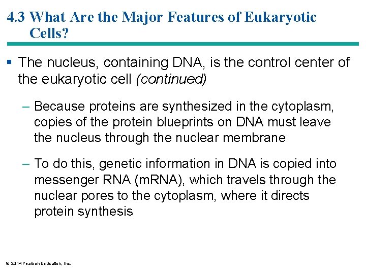 4. 3 What Are the Major Features of Eukaryotic Cells? § The nucleus, containing