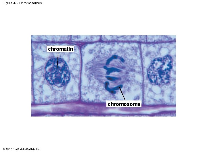 Figure 4 -9 Chromosomes chromatin chromosome © 2014 Pearson Education, Inc. 