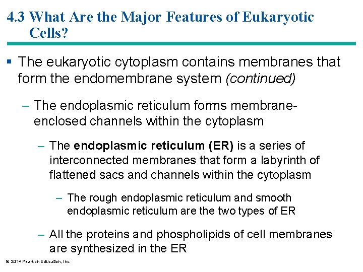 4. 3 What Are the Major Features of Eukaryotic Cells? § The eukaryotic cytoplasm