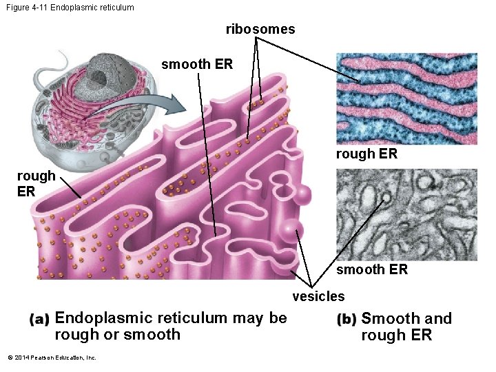 Figure 4 -11 Endoplasmic reticulum ribosomes smooth ER rough ER smooth ER vesicles Endoplasmic