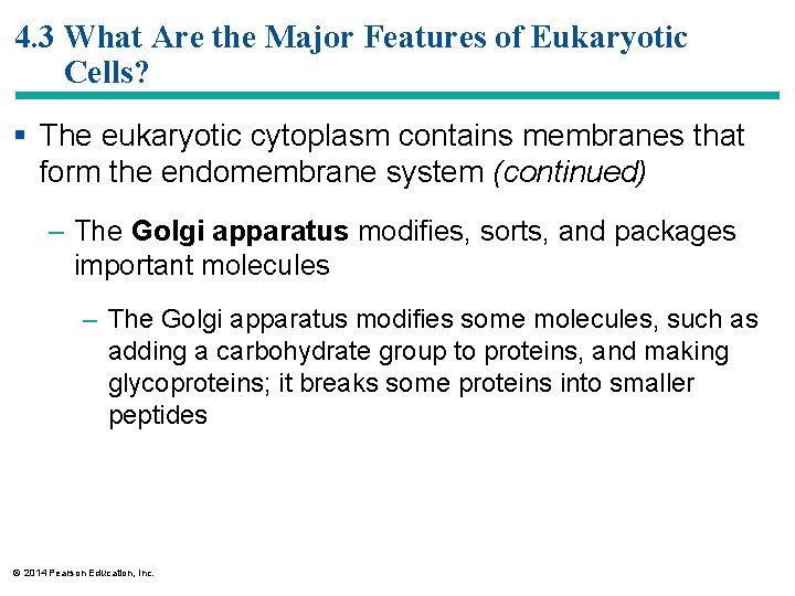 4. 3 What Are the Major Features of Eukaryotic Cells? § The eukaryotic cytoplasm