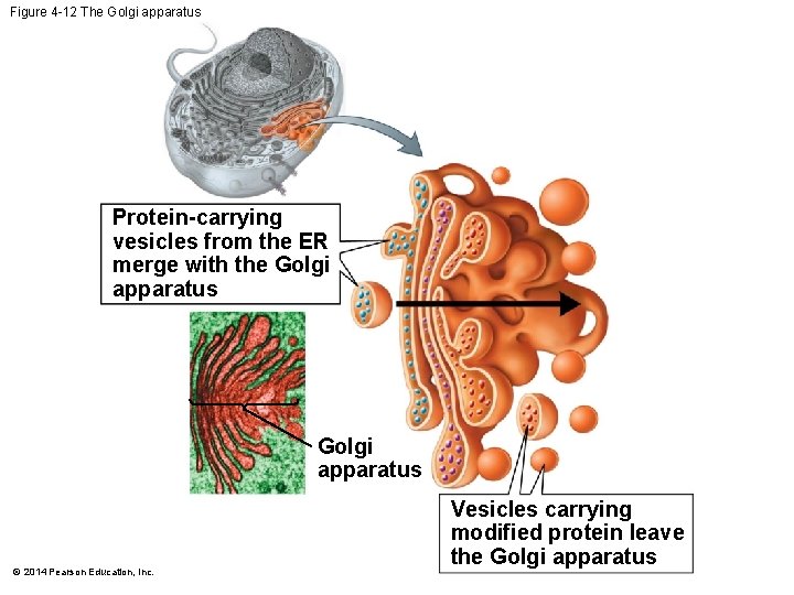Figure 4 -12 The Golgi apparatus Protein-carrying vesicles from the ER merge with the