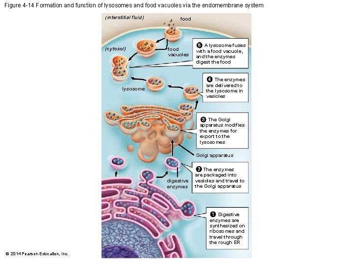 Figure 4 -14 Formation and function of lysosomes and food vacuoles via the endomembrane