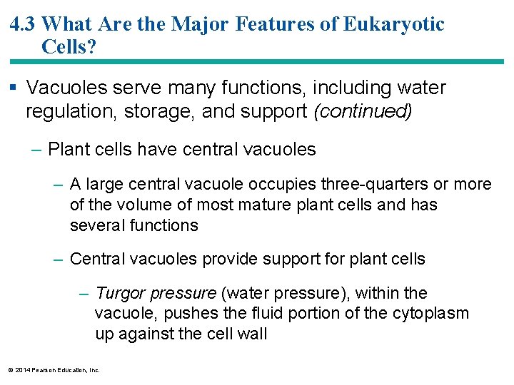 4. 3 What Are the Major Features of Eukaryotic Cells? § Vacuoles serve many