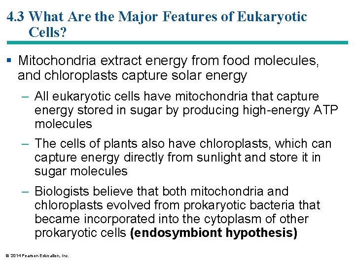 4. 3 What Are the Major Features of Eukaryotic Cells? § Mitochondria extract energy