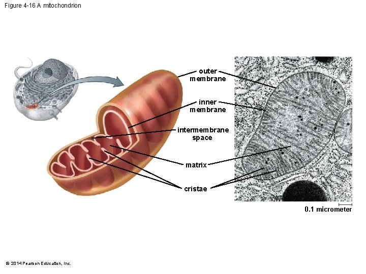 Figure 4 -16 A mitochondrion outer membrane inner membrane intermembrane space matrix cristae 0.