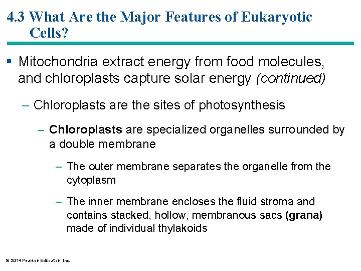 4. 3 What Are the Major Features of Eukaryotic Cells? § Mitochondria extract energy