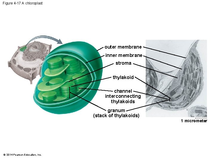 Figure 4 -17 A chloroplast outer membrane inner membrane stroma thylakoid channel interconnecting thylakoids