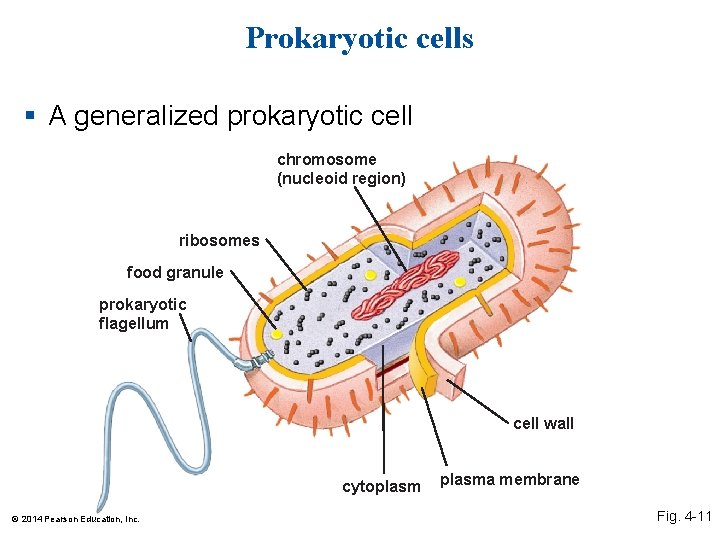 Prokaryotic cells § A generalized prokaryotic cell chromosome (nucleoid region) ribosomes food granule prokaryotic