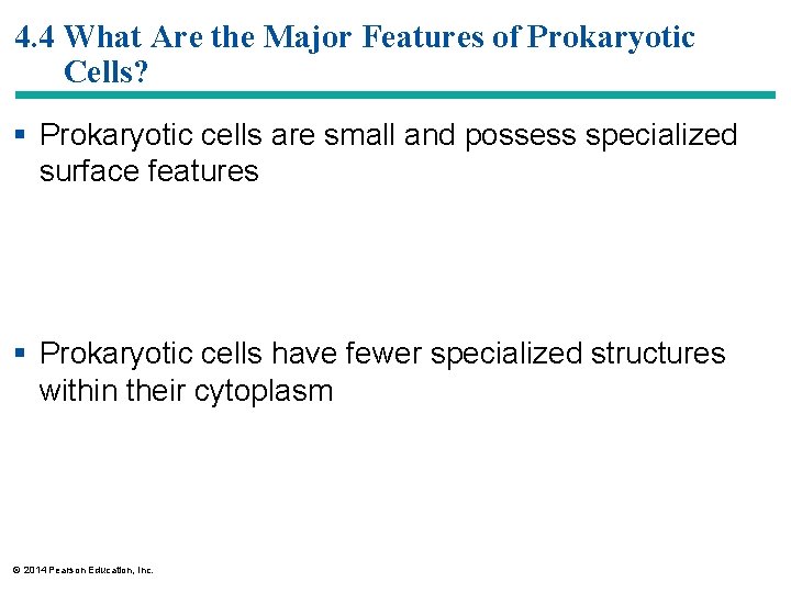 4. 4 What Are the Major Features of Prokaryotic Cells? § Prokaryotic cells are