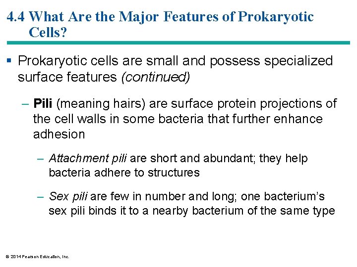 4. 4 What Are the Major Features of Prokaryotic Cells? § Prokaryotic cells are