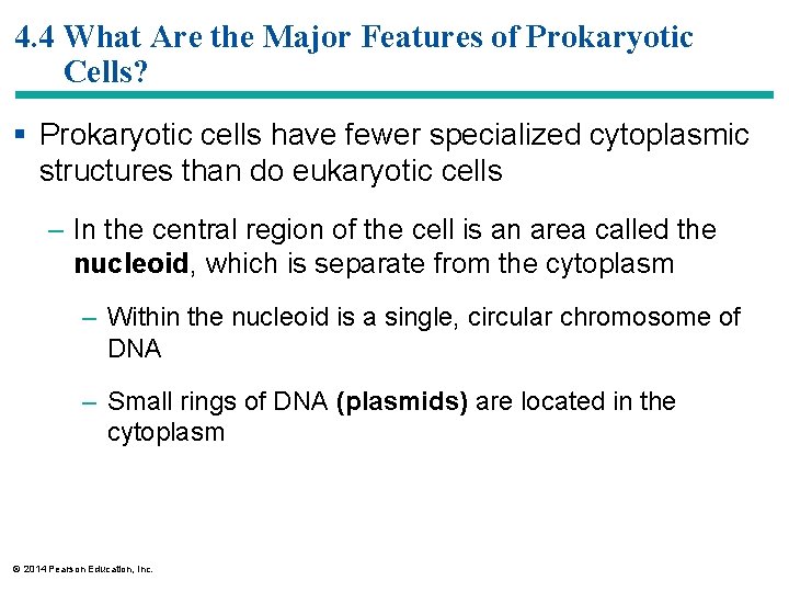4. 4 What Are the Major Features of Prokaryotic Cells? § Prokaryotic cells have