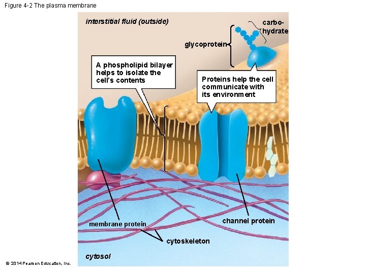 Figure 4 -2 The plasma membrane interstitial fluid (outside) carbohydrate glycoprotein A phospholipid bilayer