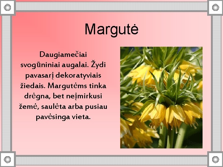 Margutė Daugiamečiai svogūniniai augalai. Žydi pavasarį dekoratyviais žiedais. Margutėms tinka drėgna, bet neįmirkusi žemė,
