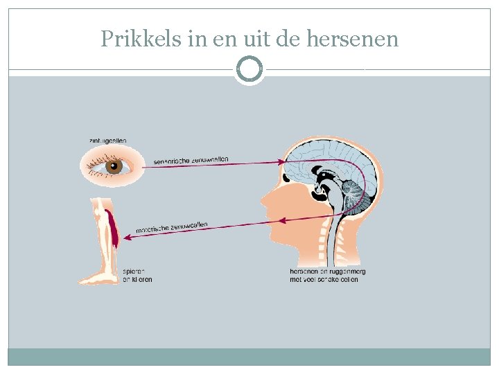 Prikkels in en uit de hersenen 