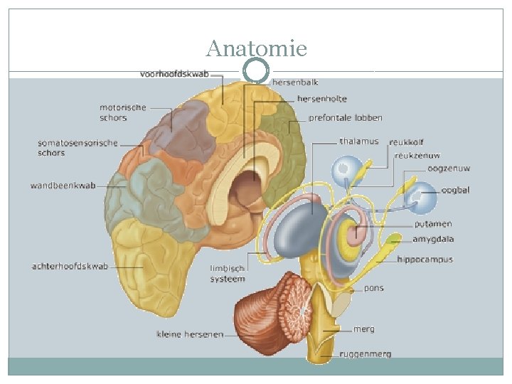 Anatomie 