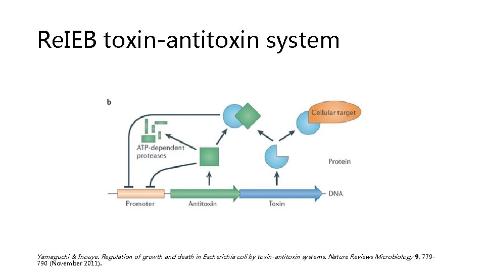 Re. IEB toxin-antitoxin system Yamaguchi & Inouye. Regulation of growth and death in Escherichia