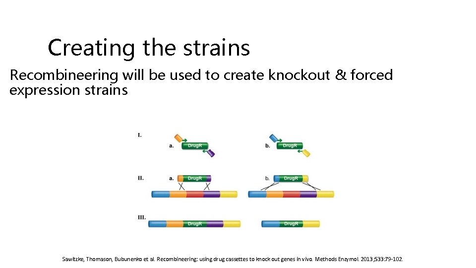 Creating the strains Recombineering will be used to create knockout & forced expression strains