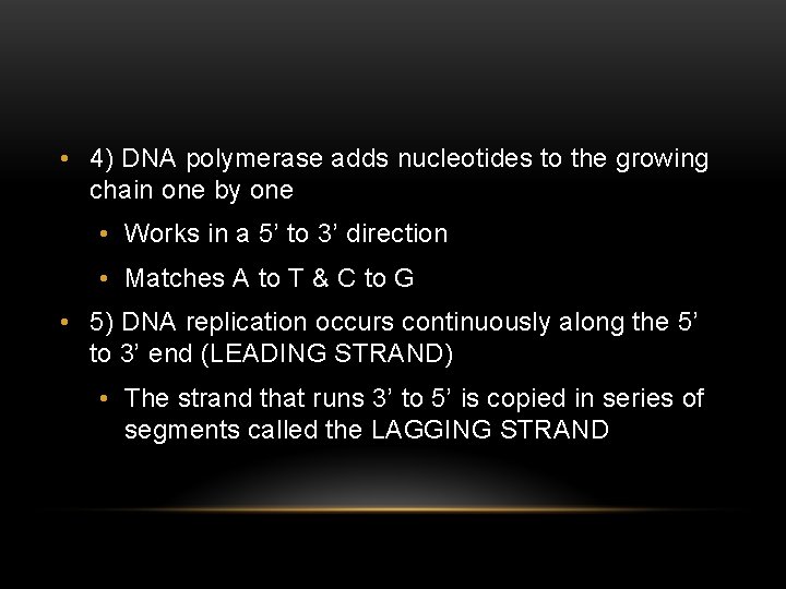  • 4) DNA polymerase adds nucleotides to the growing chain one by one