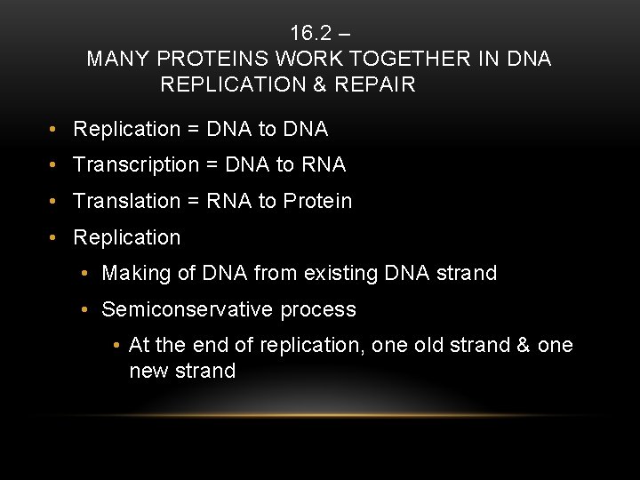 16. 2 – MANY PROTEINS WORK TOGETHER IN DNA REPLICATION & REPAIR • Replication