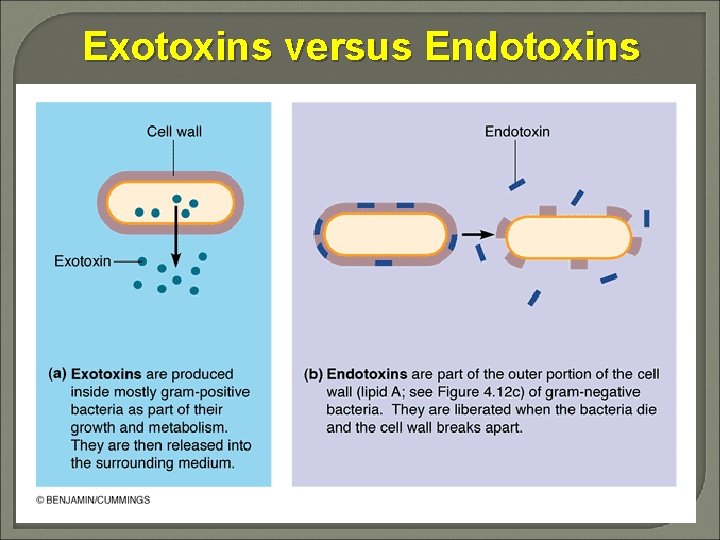 Exotoxins versus Endotoxins 