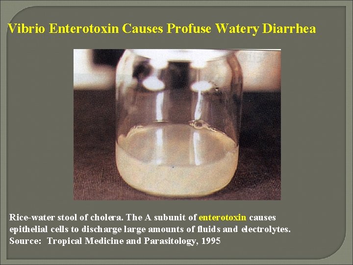 Vibrio Enterotoxin Causes Profuse Watery Diarrhea Rice-water stool of cholera. The A subunit of