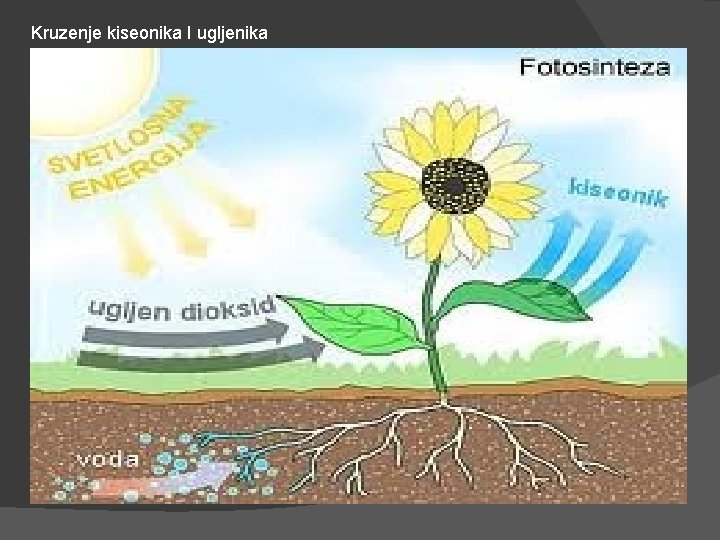 Kruzenje kiseonika I ugljenika 