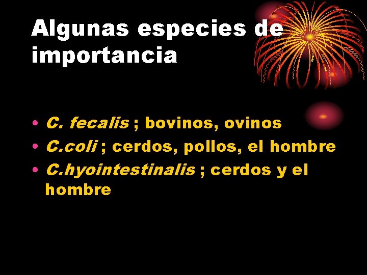 Algunas especies de importancia • C. fecalis ; bovinos, ovinos • C. coli ;