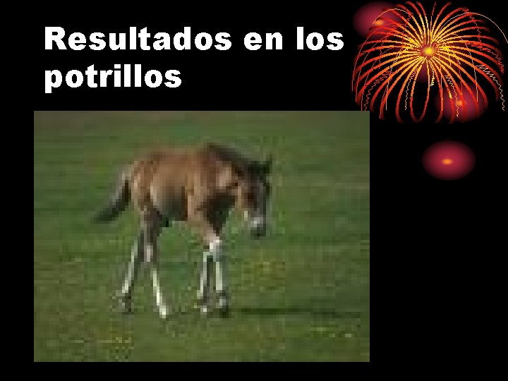 Resultados en los potrillos 