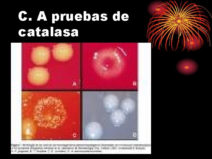 C. A pruebas de catalasa 