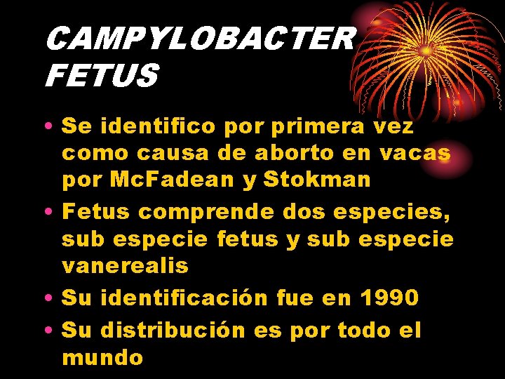 CAMPYLOBACTER FETUS • Se identifico por primera vez como causa de aborto en vacas