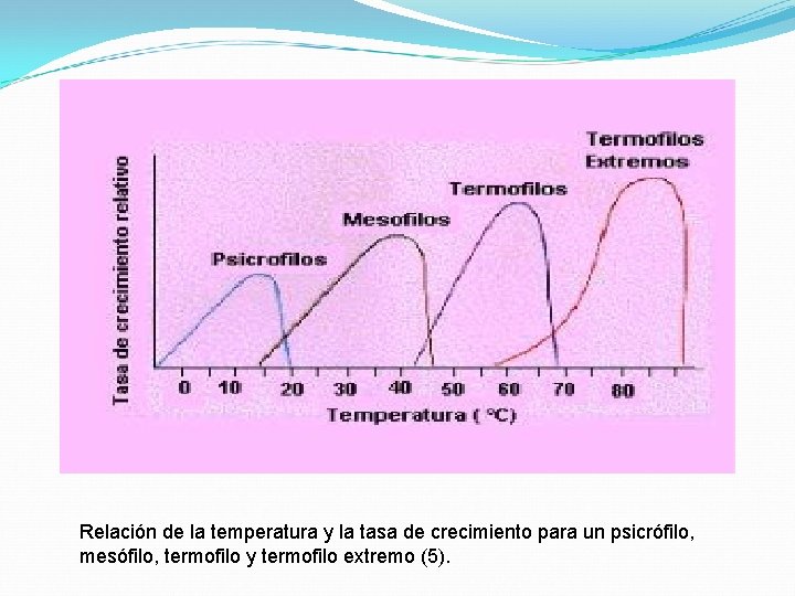 Relación de la temperatura y la tasa de crecimiento para un psicrófilo, mesófilo, termofilo