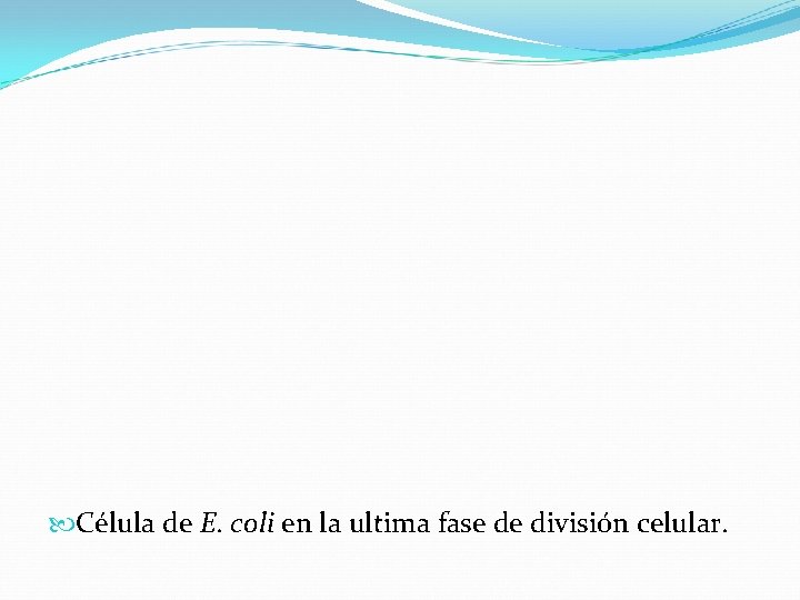  Célula de E. coli en la ultima fase de división celular. 