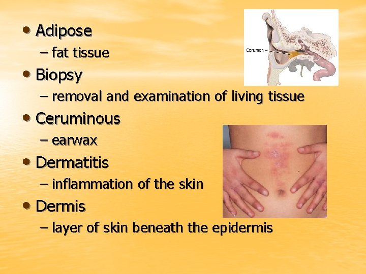  • Adipose – fat tissue • Biopsy – removal and examination of living