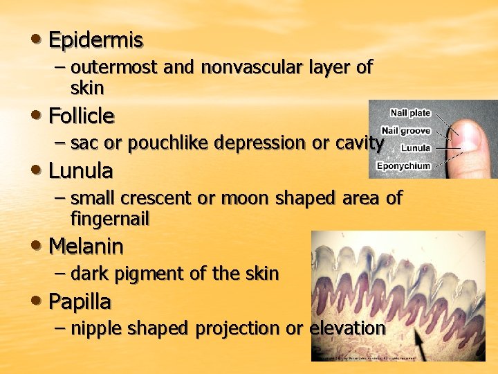  • Epidermis – outermost and nonvascular layer of skin • Follicle – sac