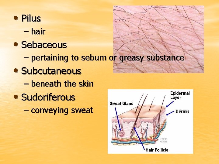  • Pilus – hair • Sebaceous – pertaining to sebum or greasy substance