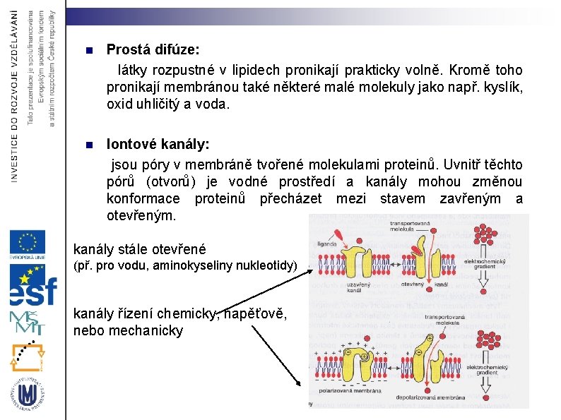 n Prostá difúze: látky rozpustné v lipidech pronikají prakticky volně. Kromě toho pronikají membránou